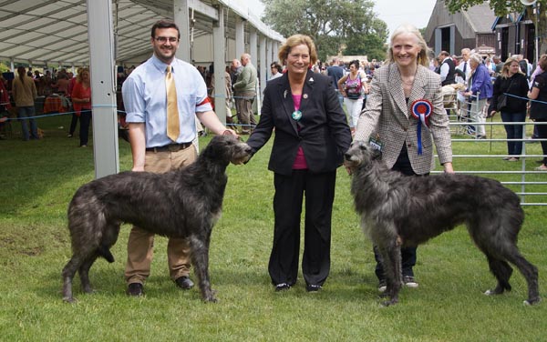 BOB & BOS Deerhound Club Breed Show 2013